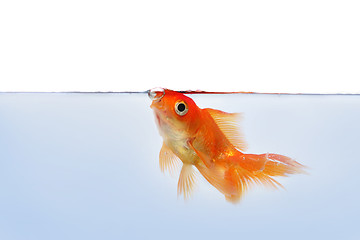 Image showing gold fish at the waterline