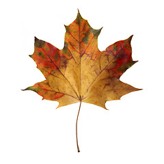 Image showing Maple Leaf