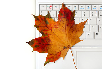 Image showing Laptop keyboard and  Autumn leaf