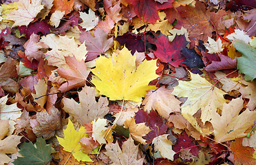 Image showing Autumn leaf