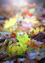 Image showing Autumn leaf