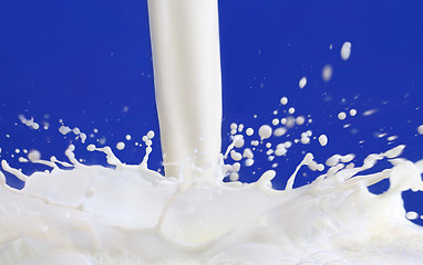 Image showing Milk flowing with blue background