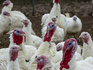 Image showing Turkey-poult