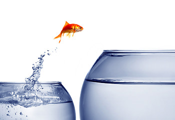 Image showing goldfish jumping out of the water