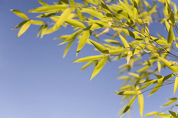 Image showing Bamboo leaves