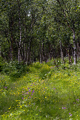 Image showing summer flowers