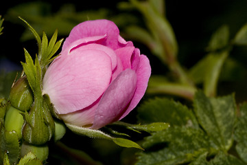 Image showing pink rose