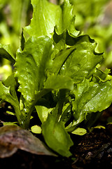 Image showing lettuce