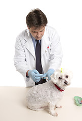 Image showing Vet giving dog injectable medication