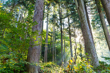 Image showing Green forest and sunlight