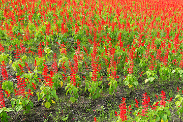 Image showing Red Salvia farm