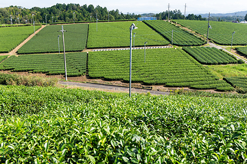 Image showing Fresh green tea