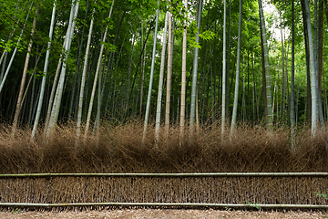 Image showing Greenery Bamboo