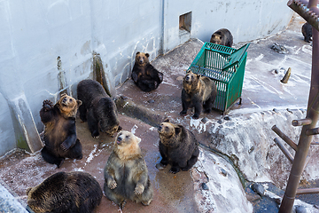 Image showing Friendly brown bear sitting and waving a paw in the zoo