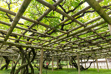 Image showing Vine shed in the garden