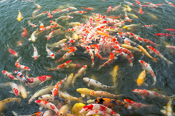 Image showing Feeding fish carp in pond