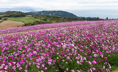 Image showing Cosmos flower farm