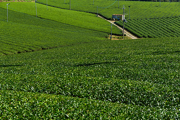 Image showing Tea plantation farm in Kyoto