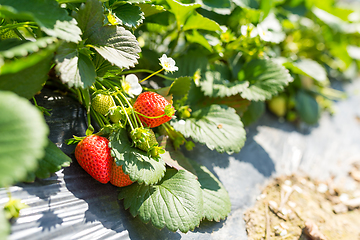 Image showing Green fresh Strawberry