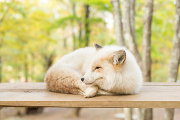 Image showing Sleepy fox
