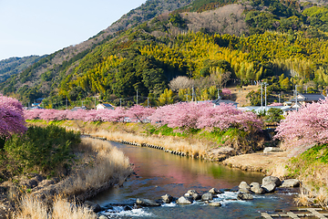 Image showing Sakura flower and river in kawazu