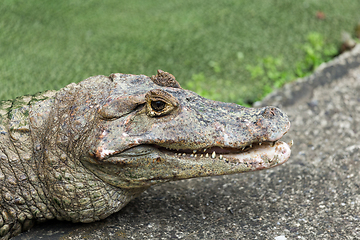 Image showing Crocodile