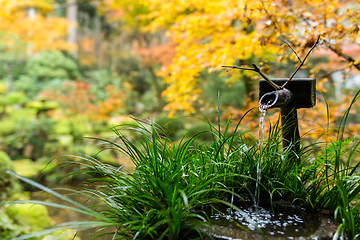 Image showing Water bamboo fountain in Japanese garden with maple tree