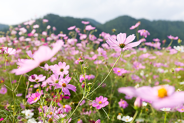 Image showing Pink daisy garden