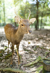 Image showing Deer in Nara city