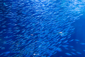 Image showing Aquarium