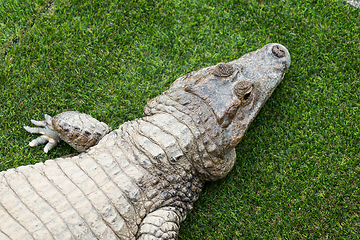 Image showing Top view of crocodile