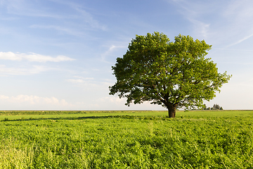 Image showing beautiful oak tree