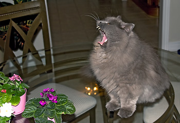 Image showing cat persian 02