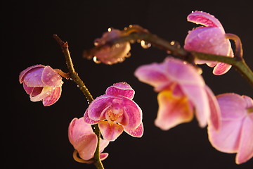 Image showing Moth Orchid (Phalaenopsis orchidaceae)
