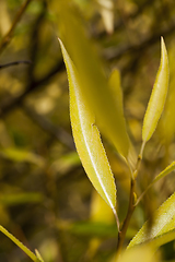 Image showing thin yellow leaf