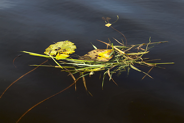 Image showing surface of the water