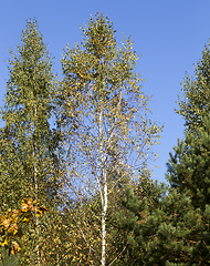 Image showing yellow birch