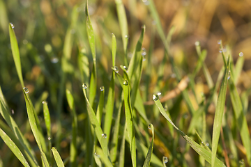 Image showing grass meadow