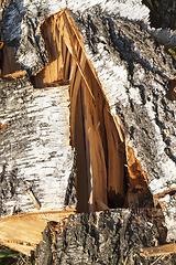 Image showing birch log