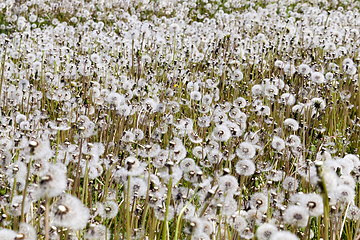 Image showing field of dandelions flowers