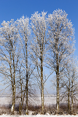 Image showing rime tree