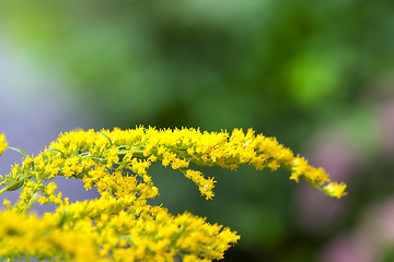 Image showing flower in autumn