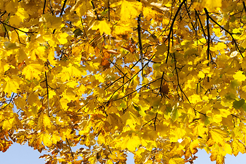 Image showing Autumnal ornament