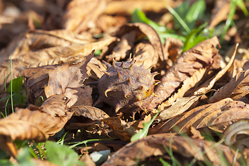 Image showing chestnut in autumn