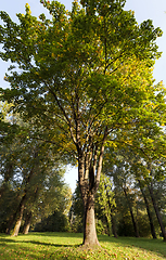 Image showing autumn maple