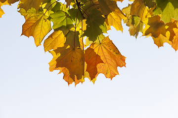 Image showing maple leaves