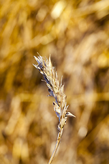 Image showing crumpled golden wheat ear