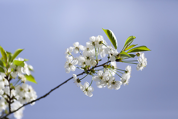 Image showing cherry blossoms