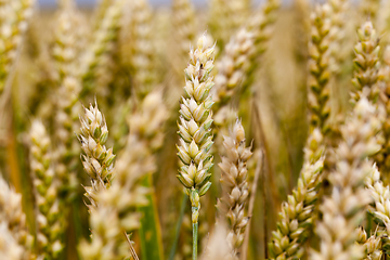 Image showing Grain field