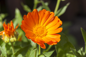 Image showing orange flower